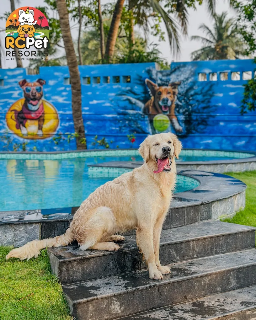 Pet Boarding in Mudichur