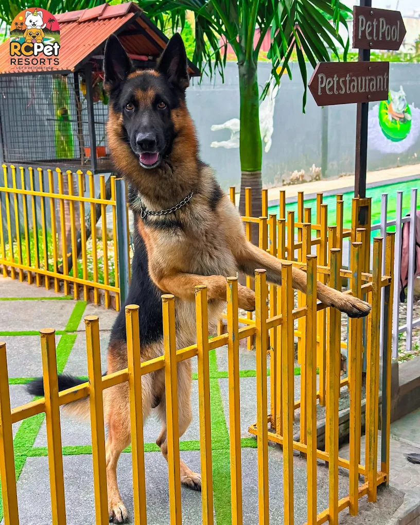 Pet Boarding Near Vandaloor